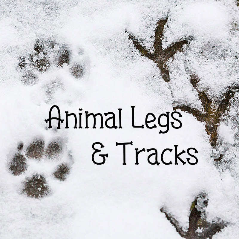 Sheldrake Animal Tracks