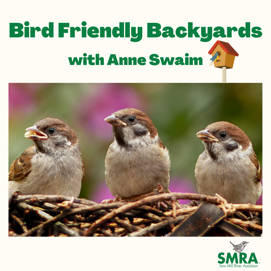 bird friendly backyards