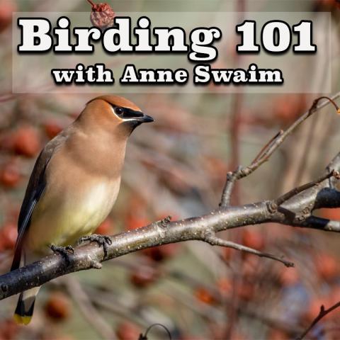 birding101