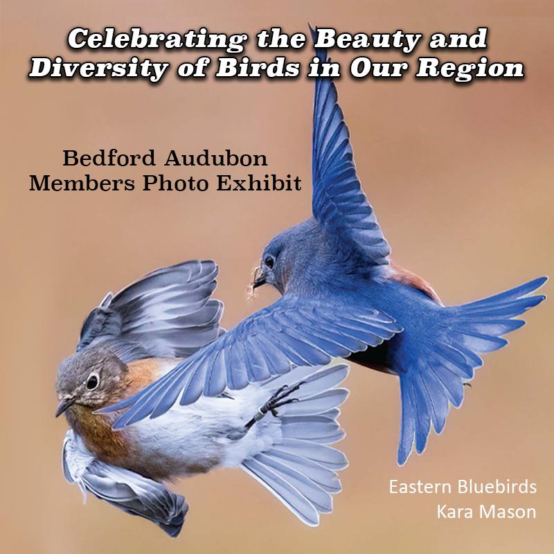 Bedford Audubon