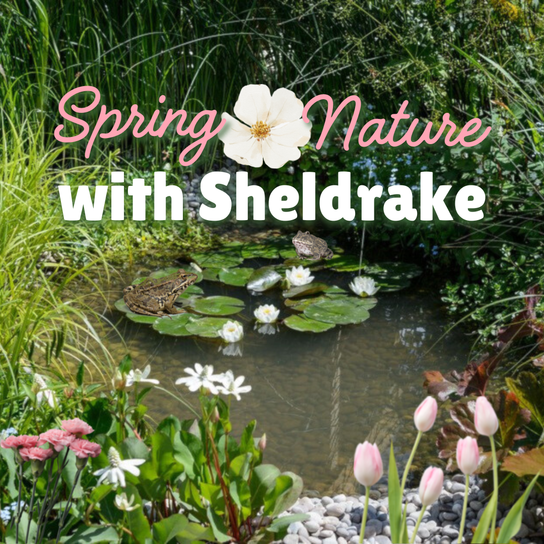 sheldrake spring