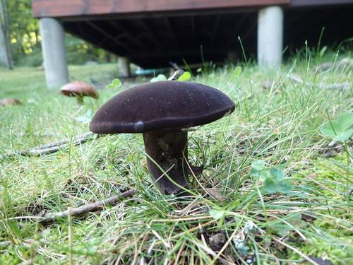a dark brown mushroom growing in green grass